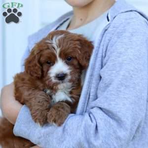Kobe, Cavapoo Puppy
